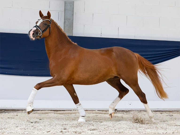 Deutsches Reitpony Stute 3 Jahre 147 cm Dunkelfuchs in Marsberg