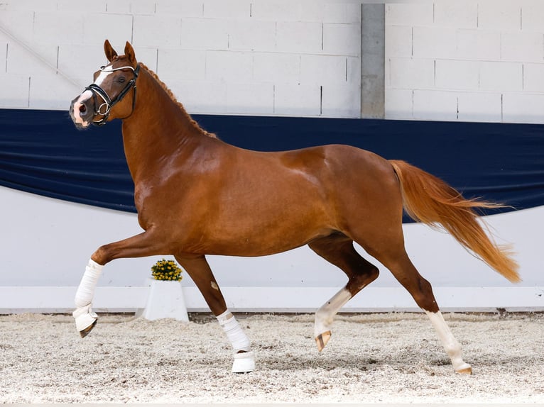 Deutsches Reitpony Stute 3 Jahre 147 cm Dunkelfuchs in Marsberg
