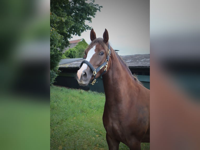 Deutsches Reitpony Stute 3 Jahre 147 cm Dunkelfuchs in Varel