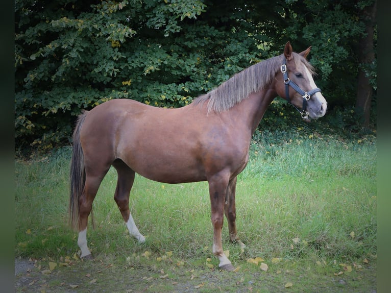 Deutsches Reitpony Stute 3 Jahre 147 cm Dunkelfuchs in Varel