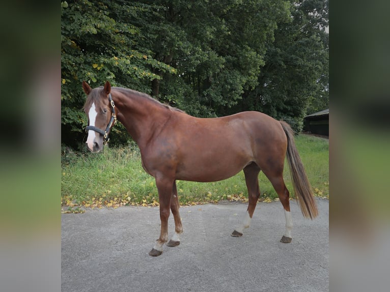 Deutsches Reitpony Stute 3 Jahre 147 cm Dunkelfuchs in Varel