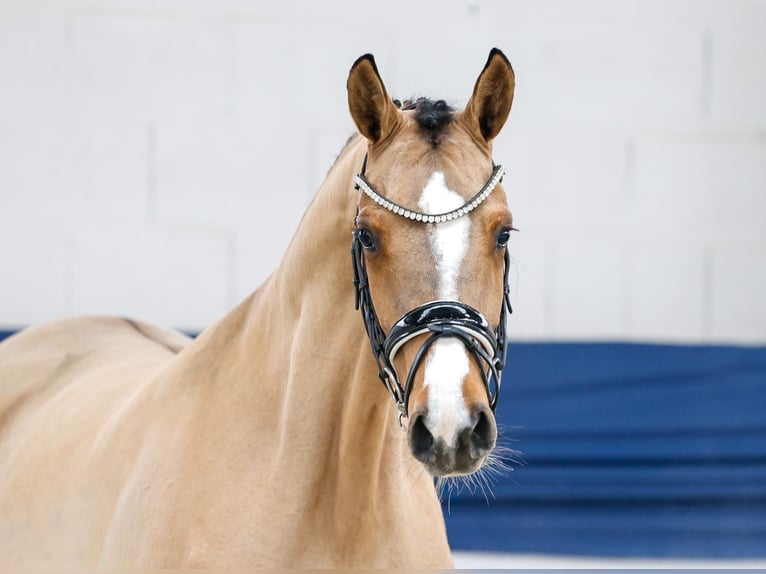 Deutsches Reitpony Stute 3 Jahre 147 cm Falbe in Marsberg