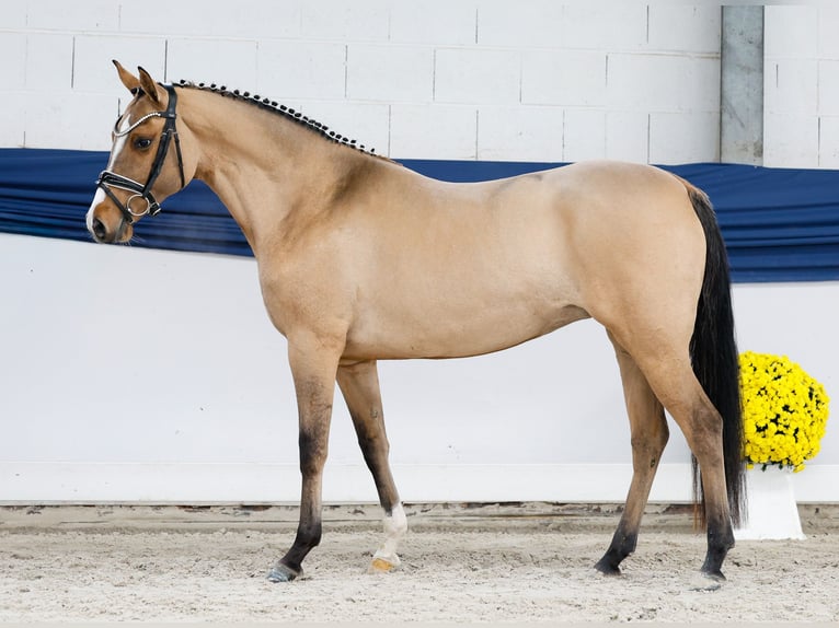 Deutsches Reitpony Stute 3 Jahre 147 cm Falbe in Marsberg