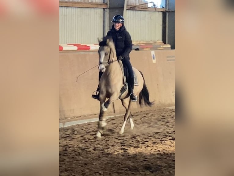 Deutsches Reitpony Stute 3 Jahre 147 cm Falbe in Achim