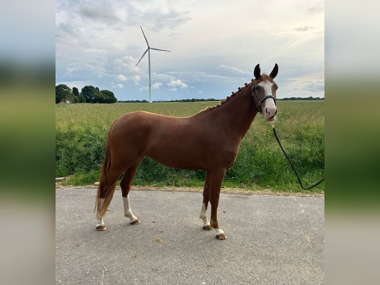 Deutsches Reitpony Stute 3 Jahre 147 cm Fuchs in Geilenkirchen