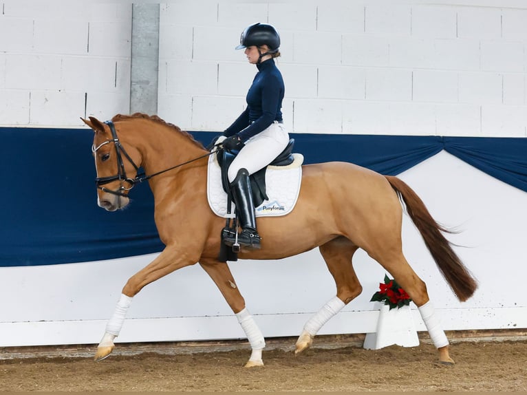 Deutsches Reitpony Stute 3 Jahre 147 cm Fuchs in Marsberg