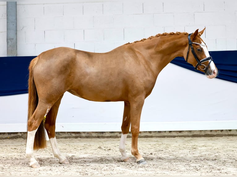 Deutsches Reitpony Stute 3 Jahre 147 cm Fuchs in Marsberg