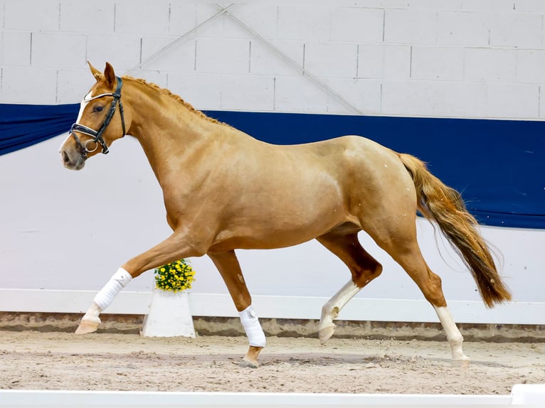 Deutsches Reitpony Stute 3 Jahre 147 cm Fuchs in Marsberg