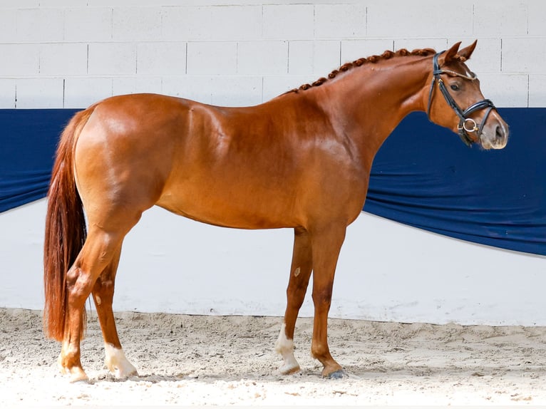 Deutsches Reitpony Stute 3 Jahre 147 cm Fuchs in Marsberg