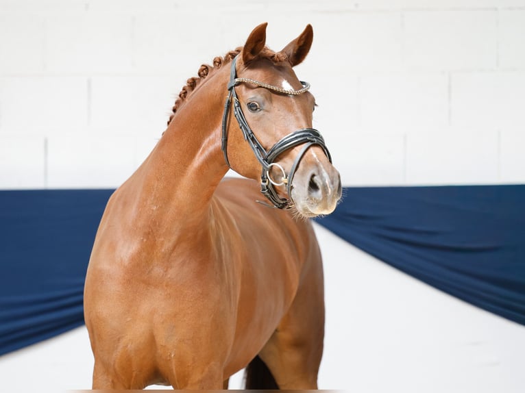 Deutsches Reitpony Stute 3 Jahre 147 cm Fuchs in Marsberg