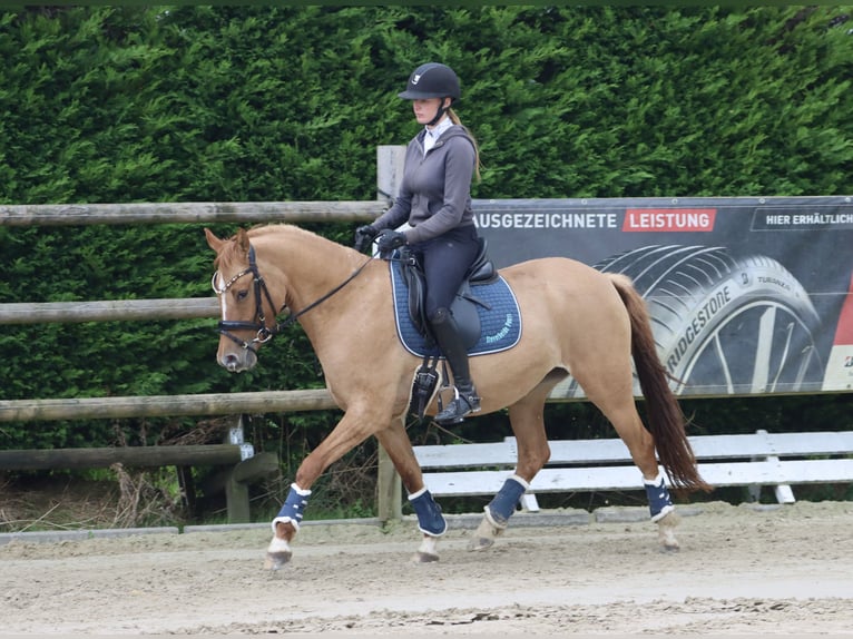 Deutsches Reitpony Stute 3 Jahre 147 cm Fuchs in Nottuln
