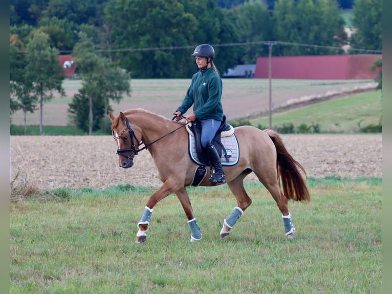 Deutsches Reitpony Stute 3 Jahre 147 cm Fuchs in Nottuln
