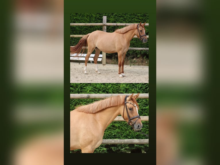 Deutsches Reitpony Stute 3 Jahre 147 cm Fuchs in Nottuln