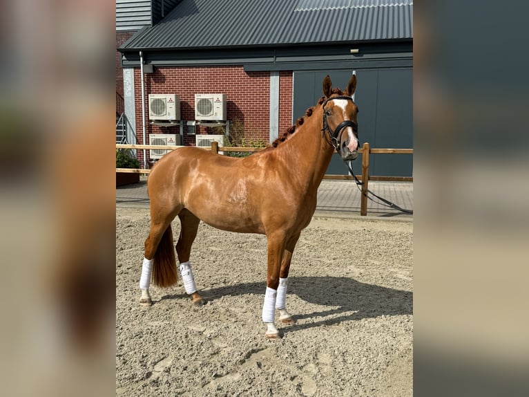 Deutsches Reitpony Stute 3 Jahre 147 cm Fuchs in Someren