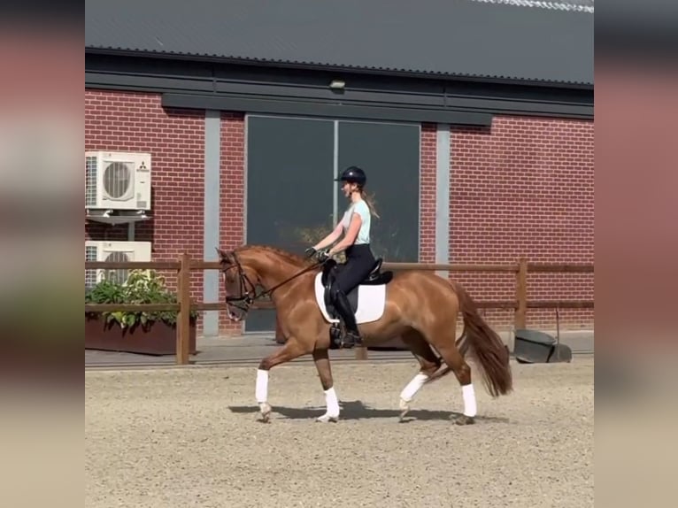 Deutsches Reitpony Stute 3 Jahre 147 cm Fuchs in Someren