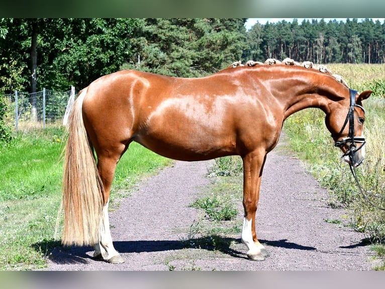 Deutsches Reitpony Stute 3 Jahre 147 cm Fuchs in Kamern