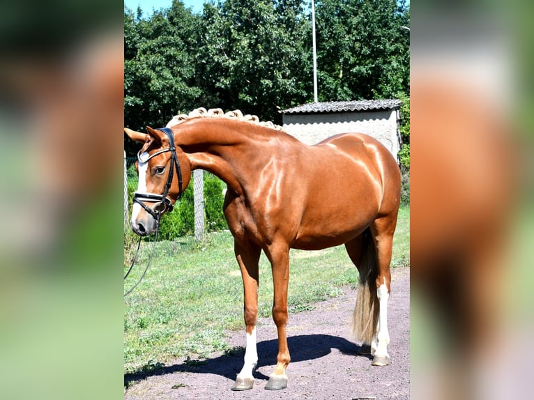 Deutsches Reitpony Stute 3 Jahre 147 cm Fuchs in Kamern