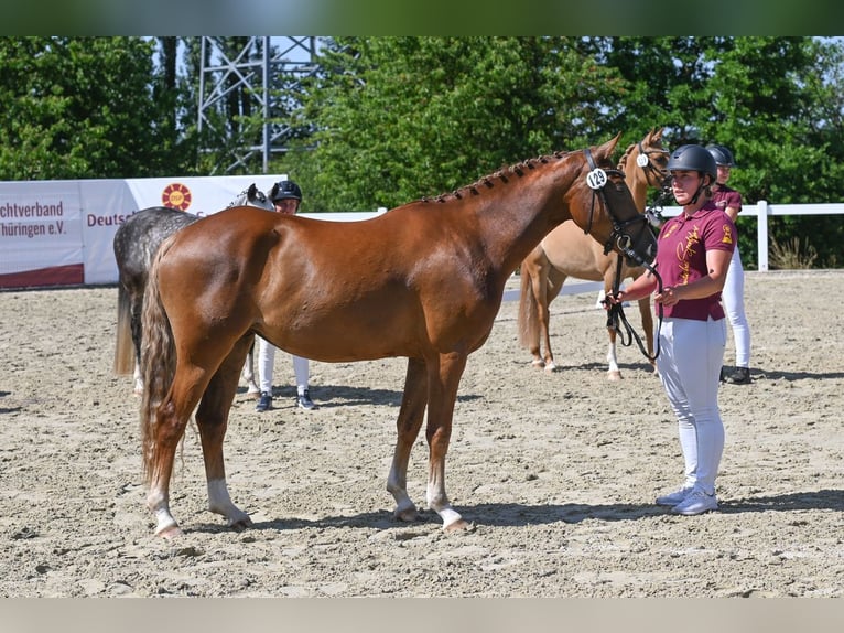 Deutsches Reitpony Stute 3 Jahre 147 cm Fuchs in Hohenfichte