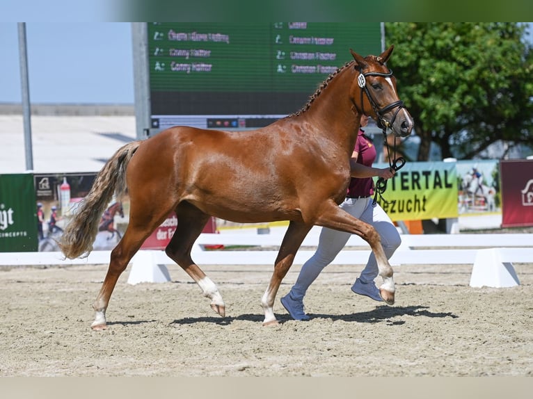 Deutsches Reitpony Stute 3 Jahre 147 cm Fuchs in Hohenfichte