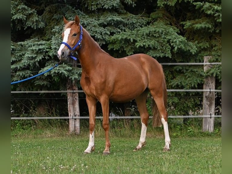 Deutsches Reitpony Stute 3 Jahre 147 cm Fuchs in Reichenwalde