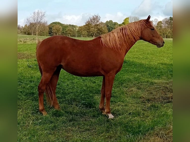 Deutsches Reitpony Stute 3 Jahre 147 cm Fuchs in Eppendorf