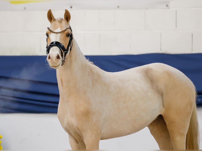 Deutsches Reitpony Stute 3 Jahre 147 cm Palomino in Marsberg