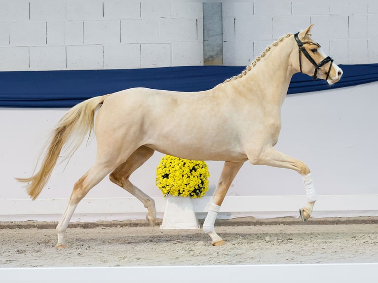 Deutsches Reitpony Stute 3 Jahre 147 cm Palomino in Marsberg