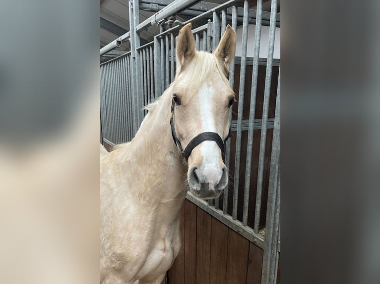 Deutsches Reitpony Stute 3 Jahre 147 cm Palomino in Verl