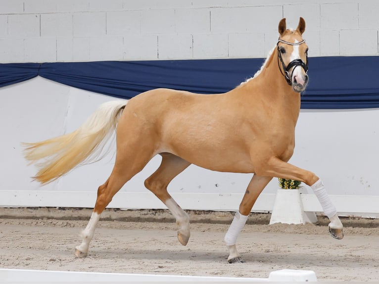 Deutsches Reitpony Stute 3 Jahre 147 cm Palomino in Marsberg