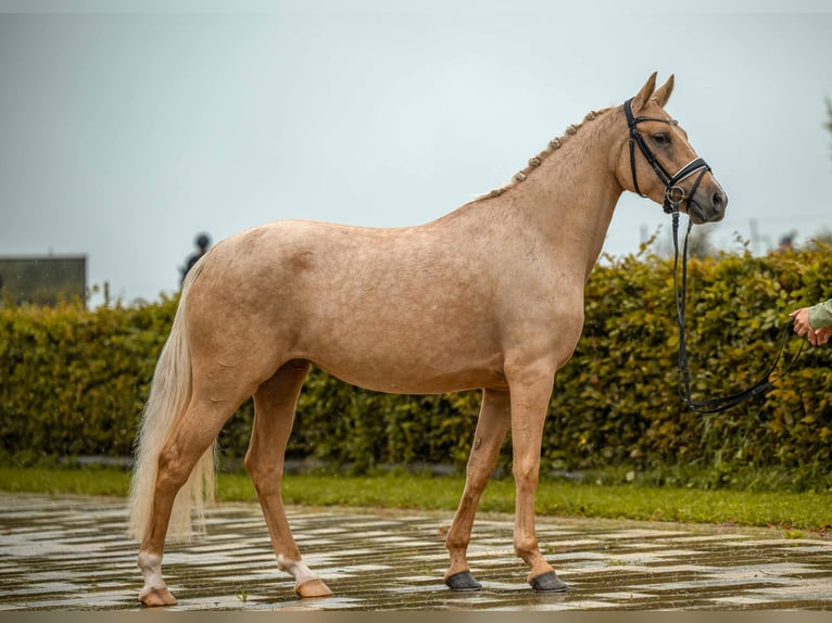 Deutsches Reitpony Stute 3 Jahre 147 cm Palomino in Gomadingen