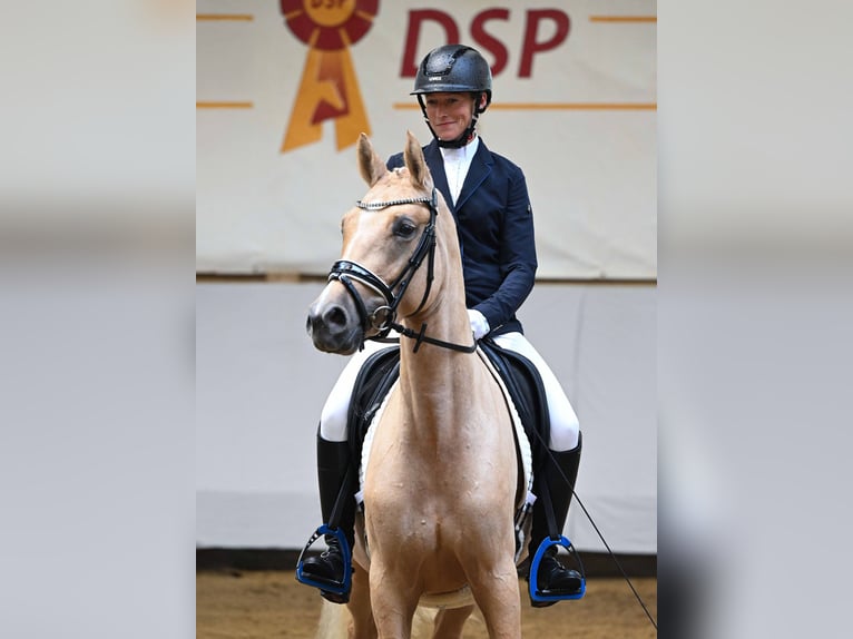 Deutsches Reitpony Stute 3 Jahre 147 cm Palomino in Gomadingen