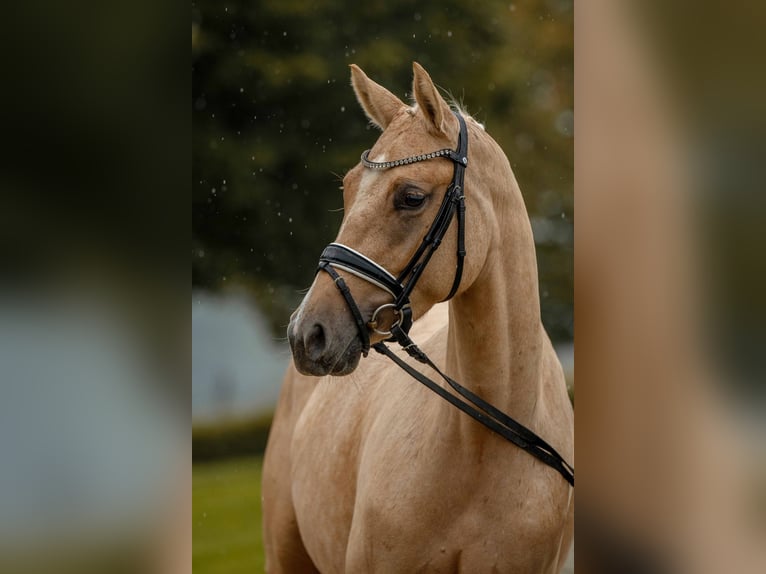 Deutsches Reitpony Stute 3 Jahre 147 cm Palomino in Gomadingen