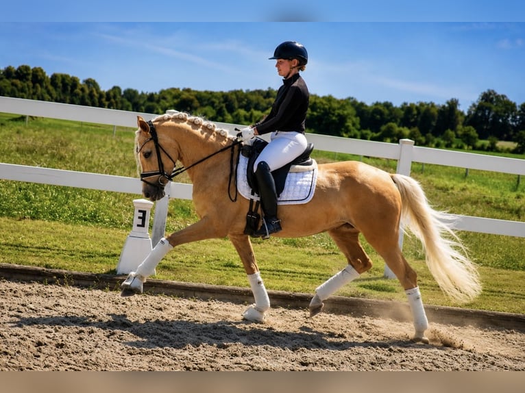 Deutsches Reitpony Stute 3 Jahre 147 cm Palomino in Recke, bei Osnabrück