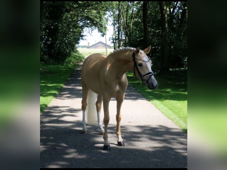 Deutsches Reitpony Stute 3 Jahre 147 cm Palomino in Recke, bei Osnabrück