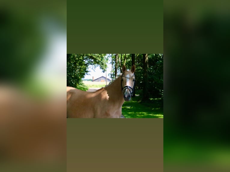 Deutsches Reitpony Stute 3 Jahre 147 cm Palomino in Recke, bei Osnabrück