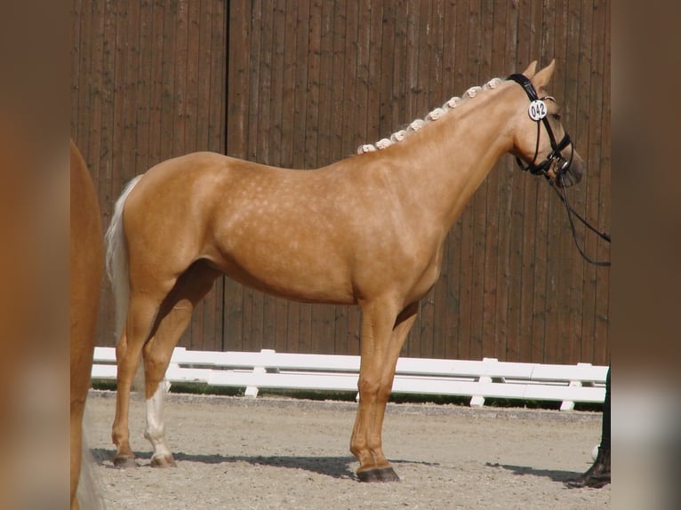 Deutsches Reitpony Stute 3 Jahre 147 cm Palomino in Wallrode