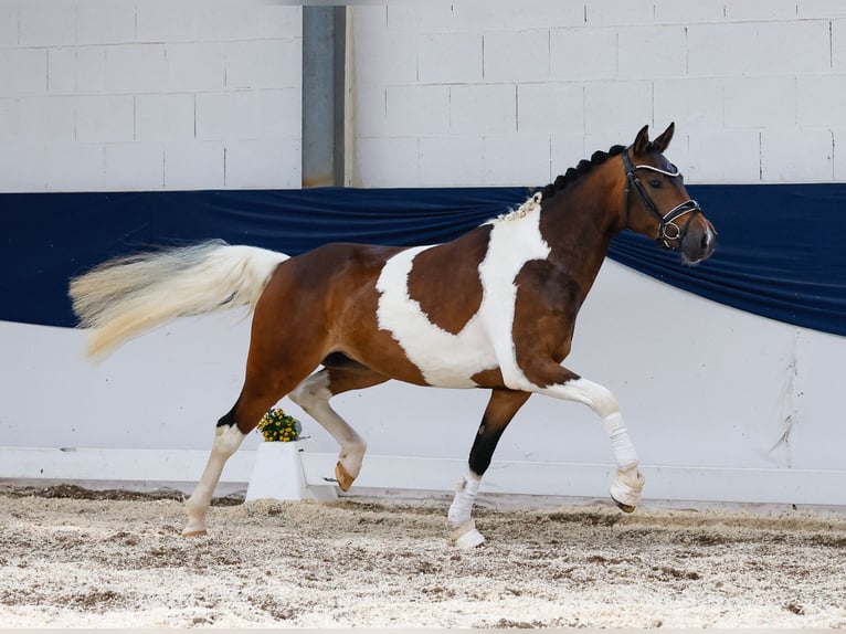 Deutsches Reitpony Stute 3 Jahre 147 cm Schecke in Marsberg