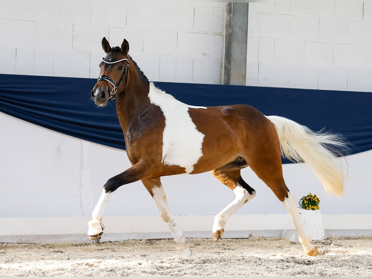 Deutsches Reitpony Stute 3 Jahre 147 cm Schecke in Marsberg