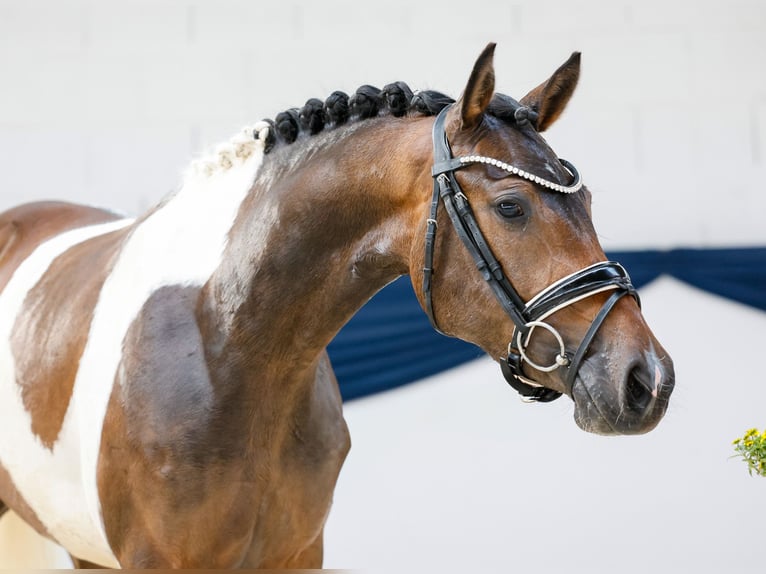 Deutsches Reitpony Stute 3 Jahre 147 cm Schecke in Marsberg
