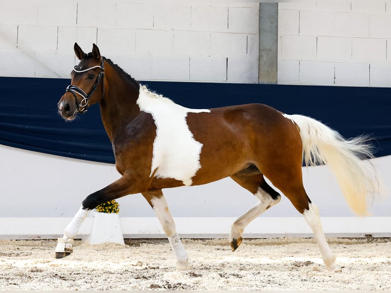 Deutsches Reitpony Stute 3 Jahre 147 cm Schecke in Marsberg
