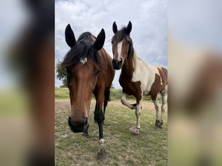 Deutsches Reitpony Stute 3 Jahre 147 cm Schecke in Gartz/Oder