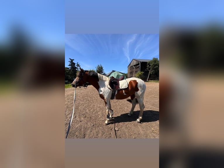 Deutsches Reitpony Stute 3 Jahre 147 cm Schecke in Gartz/Oder