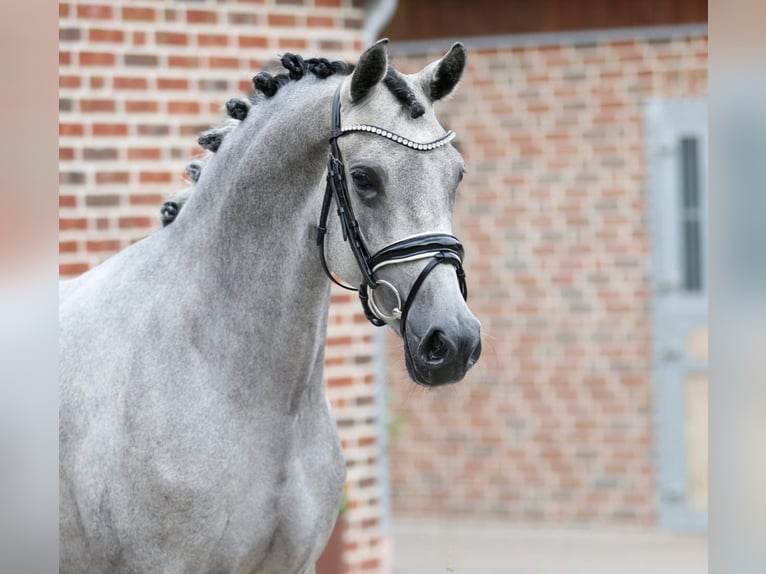 Deutsches Reitpony Stute 3 Jahre 147 cm Schimmel in Bramsche
