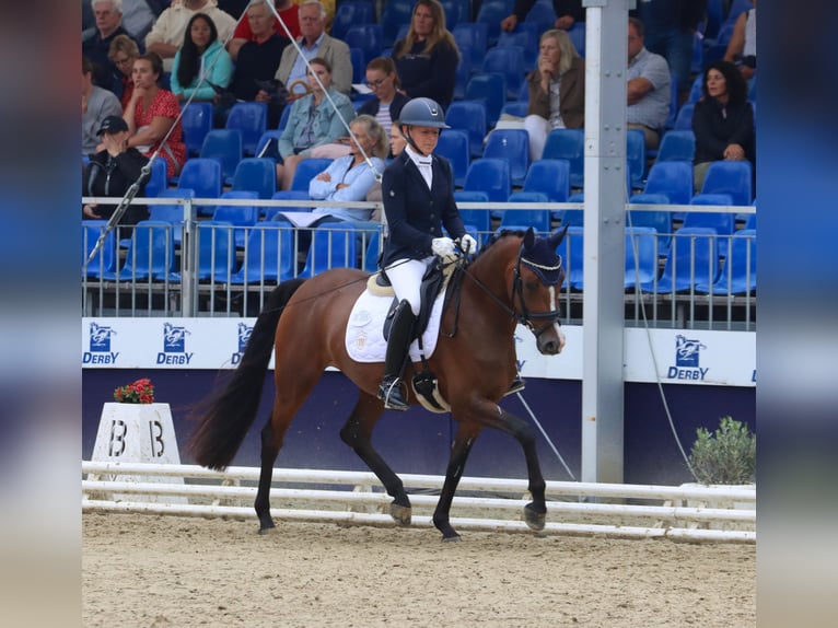 Deutsches Reitpony Stute 3 Jahre 148 cm Brauner in Vlotho