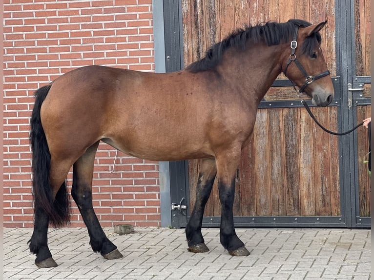 Deutsches Reitpony Mix Stute 3 Jahre 148 cm Brauner in Zieuwent