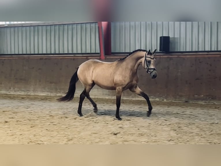 Deutsches Reitpony Stute 3 Jahre 148 cm Buckskin in Schee&#xDF;el