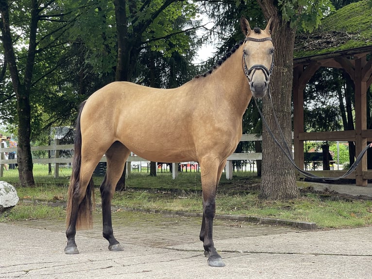 Deutsches Reitpony Stute 3 Jahre 148 cm Buckskin in Schee&#xDF;el