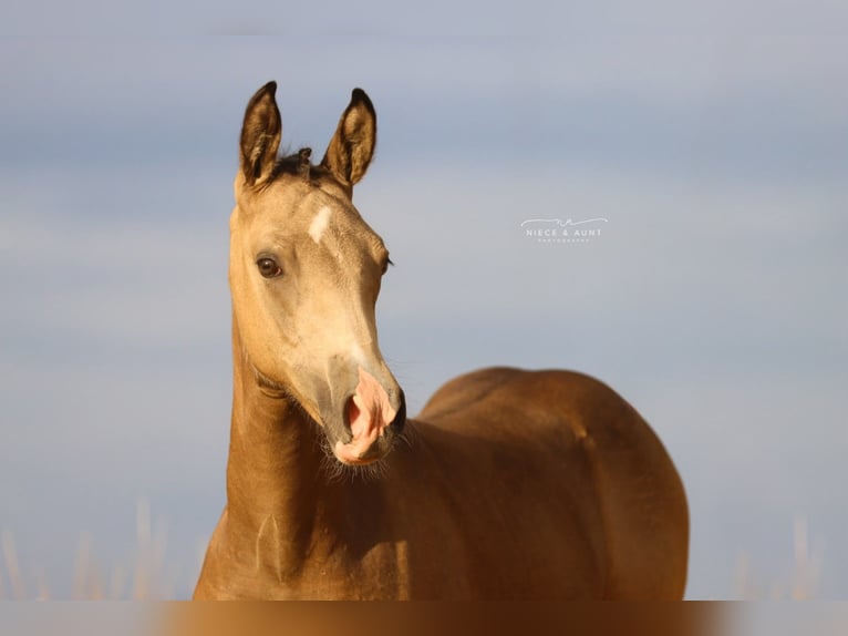 Deutsches Reitpony Stute 3 Jahre 148 cm Buckskin in Simmershofen
