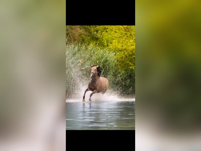 Deutsches Reitpony Stute 3 Jahre 148 cm Buckskin in Simmershofen