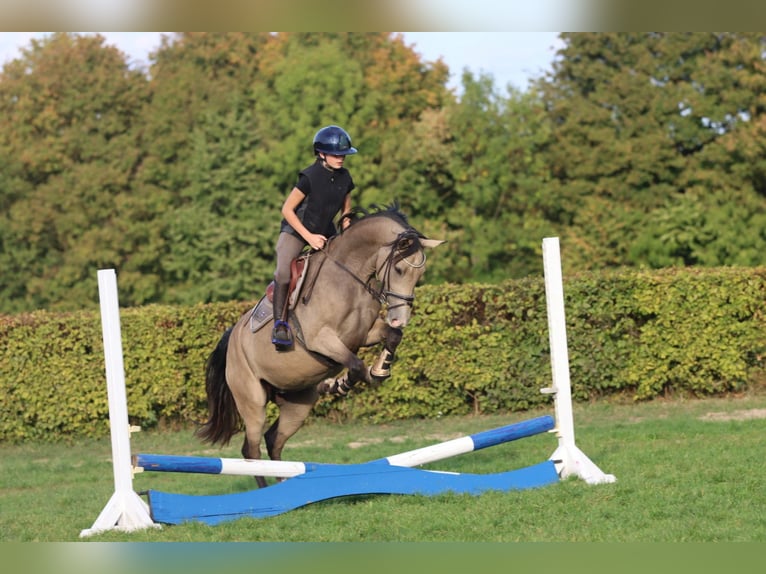 Deutsches Reitpony Stute 3 Jahre 148 cm Buckskin in Simmershofen